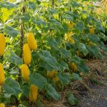 Des concombres jaunes brillants en pleine croissance dans un jardin potager.