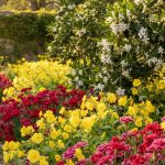 Jardin d'été avec œillets colorés, oenothères jaunes et fleurs d'oranger blanches.