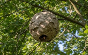 Nid de frelon asiatique suspendu dans un arbre, montrant sa taille et sa structure.