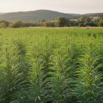 Champ de chanvre avec des plants de cannabis, illustrant l'origine du CBD.