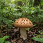 Champignon Lignosus rhinocerotis dans son habitat tropical, illustrant ses origines naturelles.