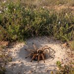 Mygale de Provence dans son habitat naturel avec terriers en garrigue méditerranéenne.