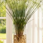Papyrus dans un vase en verre transparent près d'une fenêtre lumineuse