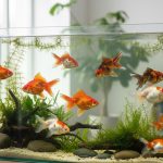 Aquarium avec différentes variétés de poissons rouges japonais, montrant leur beauté et leurs caractéristiques uniques.