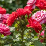 Rosier avec pucerons et coccinelles dans un jardin équilibré.