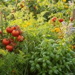 Un potager avec des légumes associés comme tomates, carottes et basilic, illustrant les bonnes pratiques de culture.