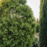 Comparaison entre un thuya et un cyprès dans un jardin, montrant leurs différences de feuillage.