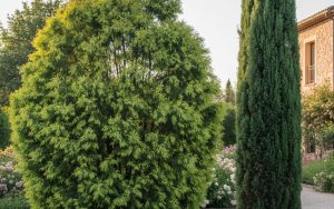 Comparaison entre un thuya et un cyprès dans un jardin, montrant leurs différences de feuillage.